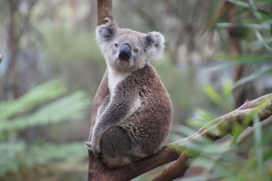 WIRES launches grant program for Australian wildlife sector