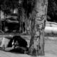 South Australia homelessness